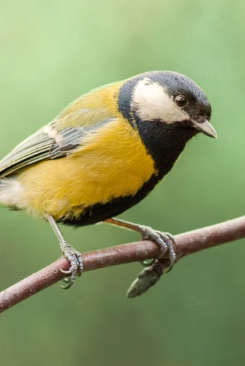 Subtelna natura wokół inwestycji Odea Park