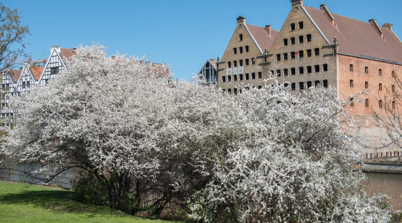 Zielona okolica Odea Park Gdańsk Aniołki
