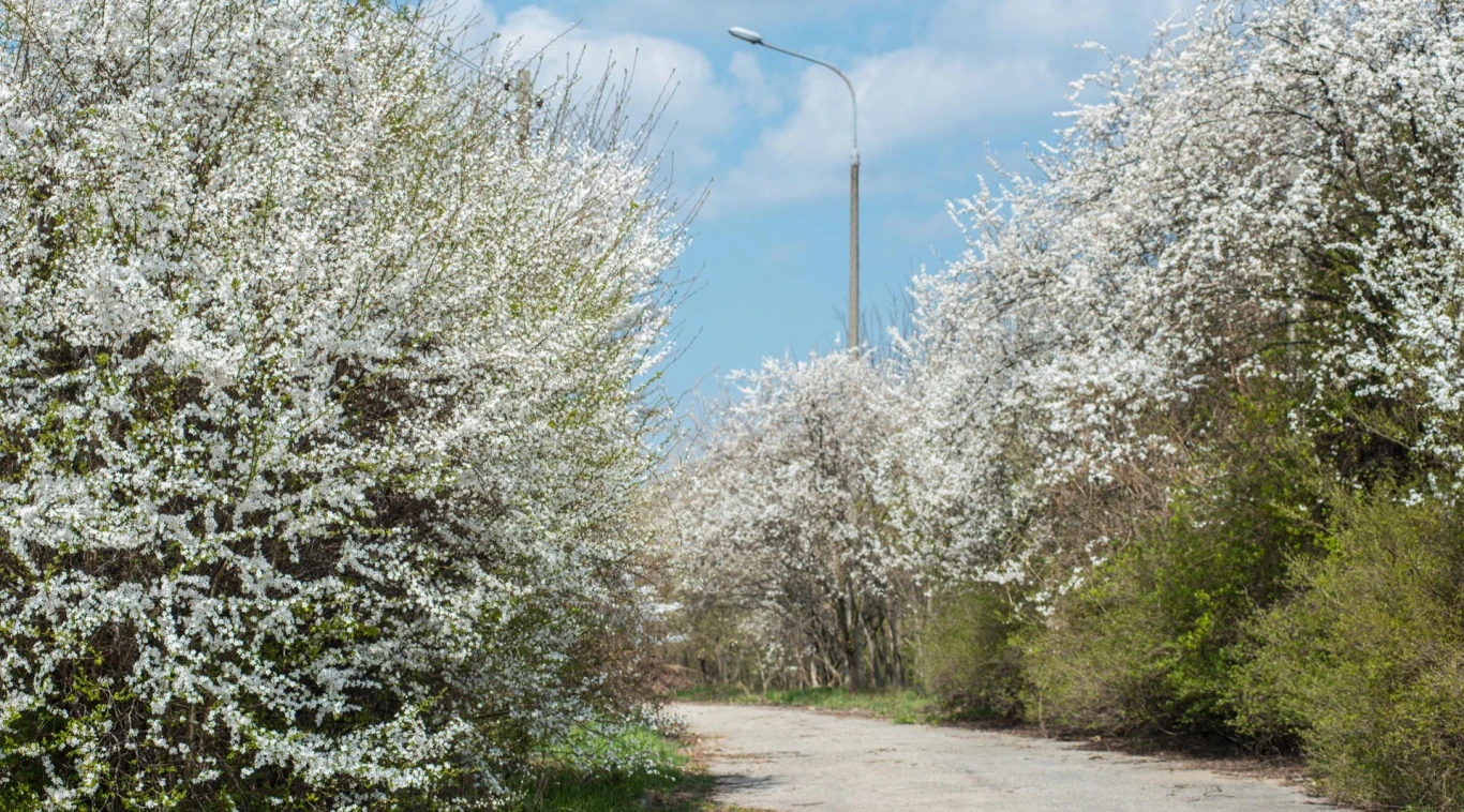 Zielona okolica przy Odea Park w Gdańsku
